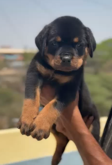 Buy Male Rottweiler Puppy from Jaipur